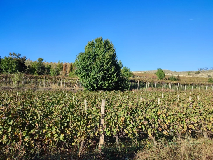 Станушината -  единствената македонска автохтона сорта на грозје се враќа на винската карта