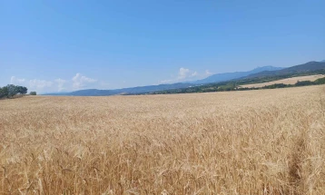 Земјоделци од Тиквешко реагираат на неизвесност околу откупна цена за пченица и јачмен