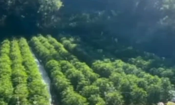 Албанската полиција уништи околу 25 илјади стебла марихуана во атарот на Велипоја