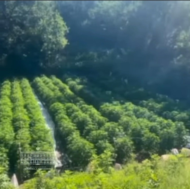 Policia shqiptare ka asgjësuar 25 mijë bimë kanabisi në Velipojë