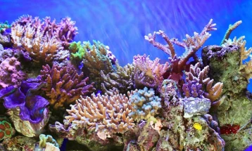 Пронајден корален гребен, километар долг и неоштетен од глобалното затоплување
