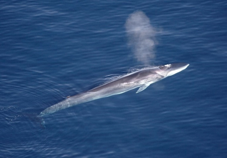 Исланд издаде нова квота со која се дозволува убивање на 128 китови