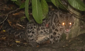 Ретка снимка со три единки од загрозен вид леопарди на Борнео