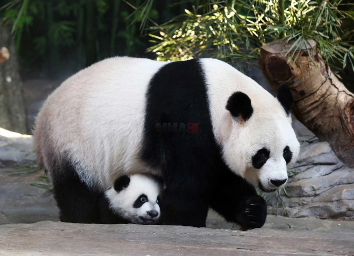 Зголемен бројот џиновски панди во Кина и ширум светот до лани