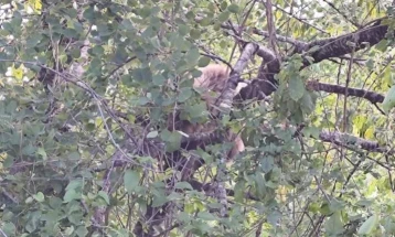 QMK: Është liruar një ari që kishte ngecur në një pemë në Hanet e Mavrovës