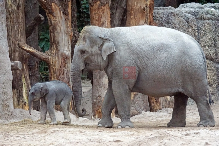 Редок случај: Родени слончиња-близнаци во Тајланд