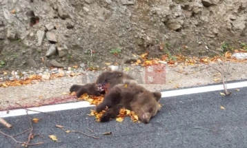 Një ari mbytet nga një makinë në rrugën Gostivar - Ohër