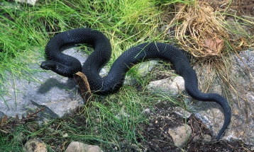 Rasti i parë i kafshimit nga gjarpri, kompetentët bëjnë thirrje për kujdes gjatë verës