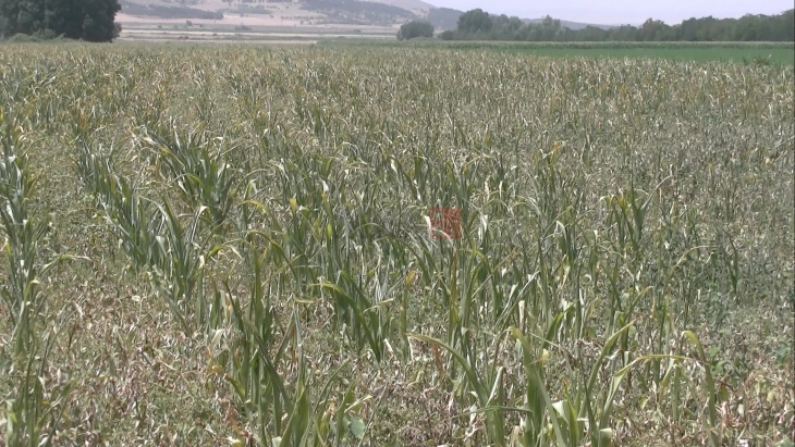 Земјоделците од штипските села се жалат дека немаат вода за наводнување на културите