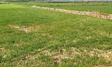 Оризовите ниви во Кочанско половина месец оставени без вода, земјоделците протестираат