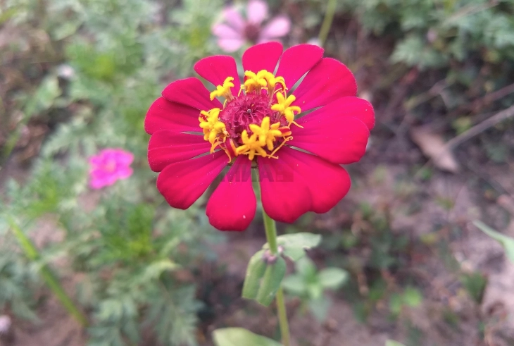 Цинијата - незаменливо украсно цвеќе во градината