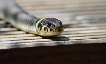I kafshuari i tretë nga gjarpri në rajonin e Velesit brenda 10 ditëve