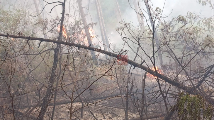 Голем шумски пожар во Струшко, во гаснењето вклучен хеликоптер на МВР