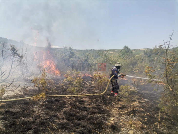Zjarri në Negotinë në një terren vështirë të arritshëm,apelohet për efikasitet më të madh
