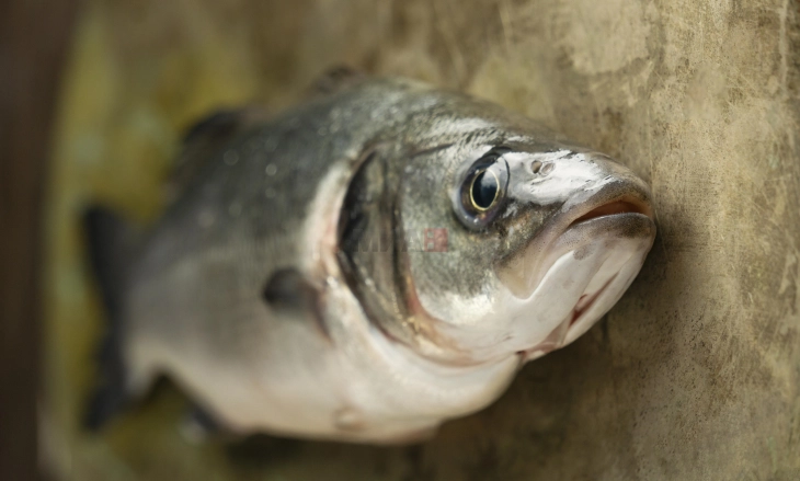 Тони угинати риби покрај река во Бразил
