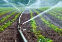Високите температури ризик за земјоделството, максимално да се активират системите за наводнување