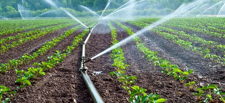 Temperaturat e larta janë rrezik për bujqësinë, sistemet e ujitjes duhet të aktivizohen maskimalisht