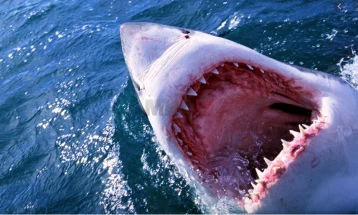 Ајкули на брегот на Бразил позитивни на кокаин