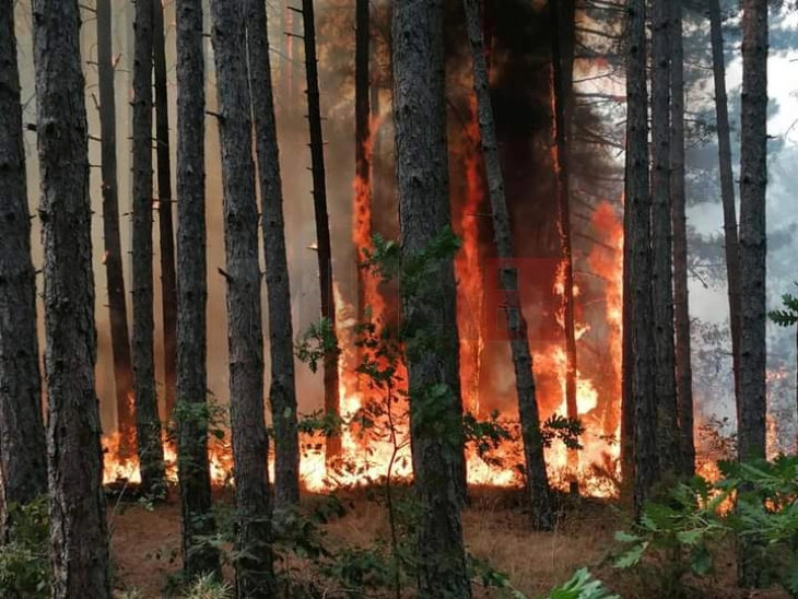 MBPEU bën thirrje për kujdes për parandalimin e zjarreve në ambient të hapur