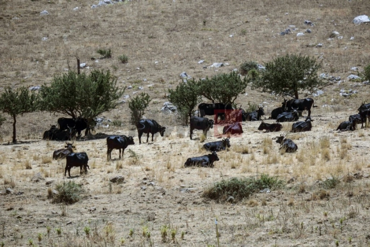 Сицилија се бори со невидена суша: Сточарите принудени да ги убиваат животните