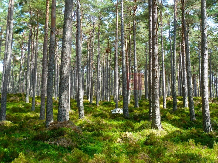 Законот за спречување на уништувањето на шумите и „создава главоболки“ на Еврокомисијата 
