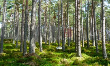 Законот за спречување на уништувањето на шумите и „создава главоболки“ на Еврокомисијата 