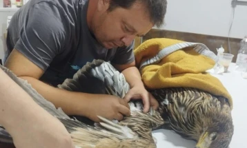 Доброволните пожарникари од Кочани спасија повреден и дезориентиран орел од загрозен вид