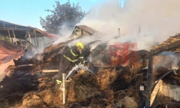 Si pasojë e zjarrit u dogj një stallë nga klubi i kalorësisë në Negotinë, kuajt janë shpëtuar