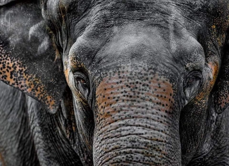 Në Kopshtin zoologjik në Shkup është bërë eutanizimi i elefantit Dunja