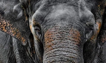 Në Kopshtin zoologjik në Shkup është bërë eutanizimi i elefantit Dunja