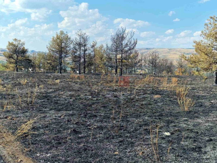 Dje 53 zjarre në ambient të hapur, 12 ende janë aktive