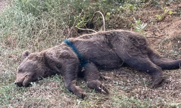 Ослободена мечка уловена во стапица кај Дебарски Бањи