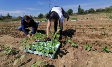 Reshjet e pamjaftueshme për kulturat, bujqit të vazhdojnë të kujdesen për të mbjellat