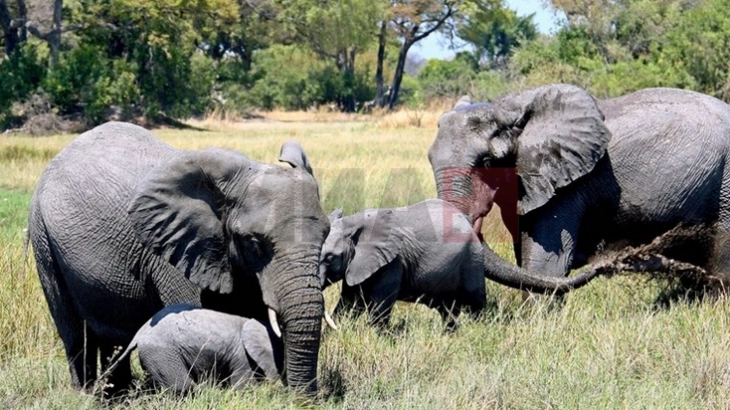 Zimbabve do të therë 200 elefantë për t'i ushqyer qytetarët e saj