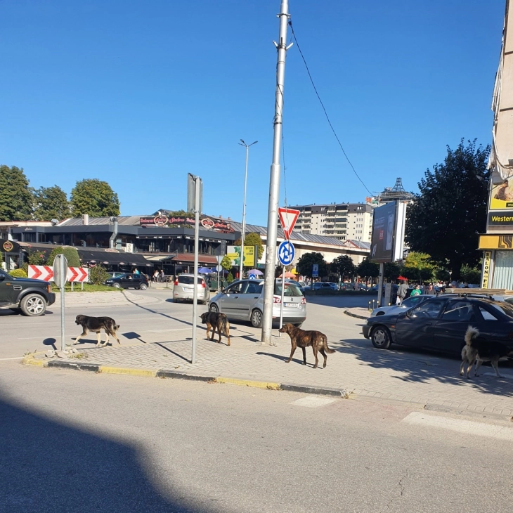 Општина Тетово најавува награди за граѓани ако снимат носење бездомни кучиња од други градови