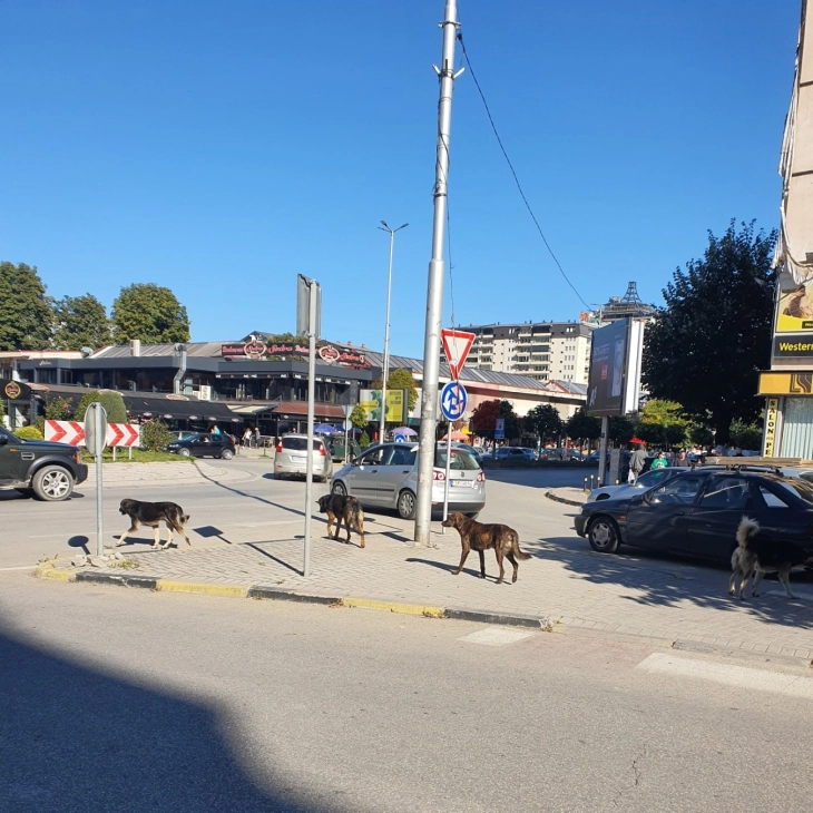 Komuna e Tetovës paralajmëron shpërblime për qytetarët nëse xhirojnë duke sjellë qen të pastrehë nga qytetet tjera