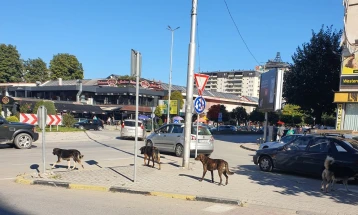 Komuna e Tetovës paralajmëron shpërblime për qytetarët nëse xhirojnë duke sjellë qen të pastrehë nga qytetet tjera