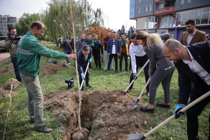 Во Тетово засадени 146 стебла бела бреза, соработка на Општината и УНОПС