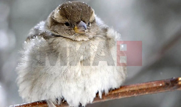 Nga nesër temperaturat më të ulëta prej pesë deri në 7 gradë