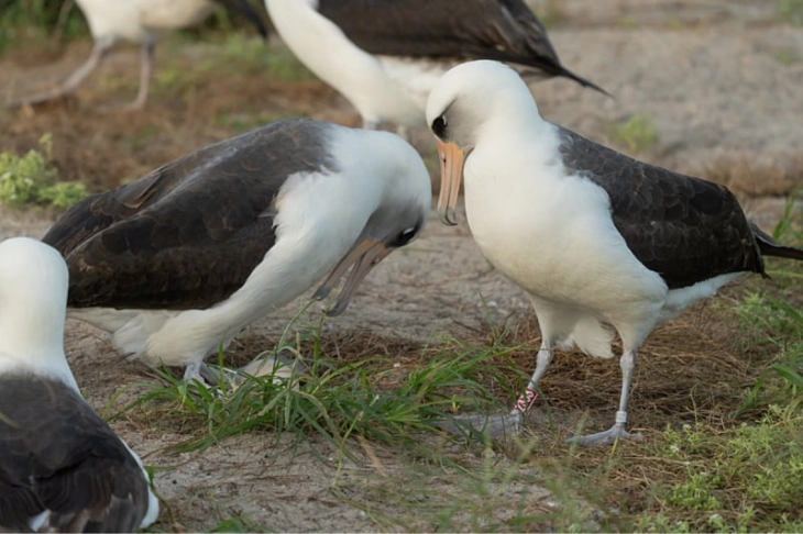 Wisdom, world's oldest wild bird, finds partner at age 74