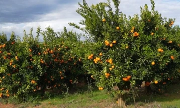 Për shkak të nivelit të lartë të pesticideve vende nga BE-ja kanë kthyer në Shqipëri dërgesa me mandarina