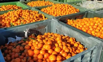 Shqipëria shkatërroi mbi 60 ton mandarina të kthyera nga vendet anëtare të BE-së, për shkak të nivelit të lartë të pesticideve