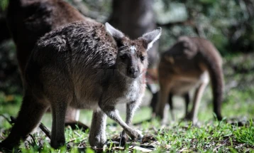 Një australian u arrestua pasi u gjetën gjithsej 100 kangurë të vdekur