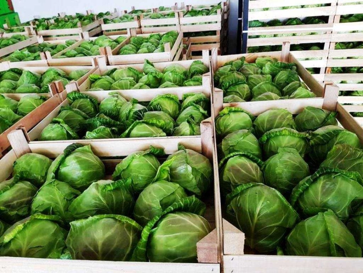 No banned pesticides found in cabbage refused entry to Croatia