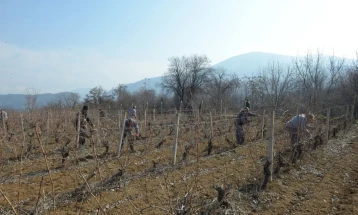 Демир Капија избра најдобри лозари кројачи во чест на ,,Свети Трифун