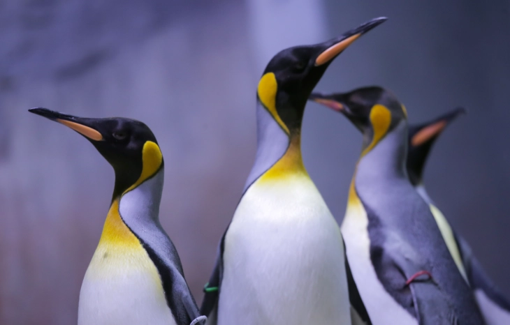 Conservationists call for protection of 'mating for life' penguins