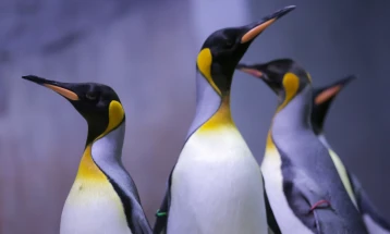 Conservationists call for protection of 'mating for life' penguins