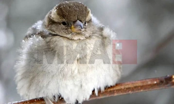 Nesër dhe të shtunën mot stabil me temperatura shumë të ulëta të mëngjesit, nga e diela vranësira