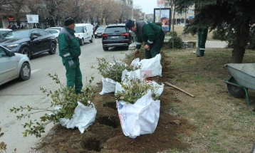 ЈП „Чистота и Зеленило“ почна со акции за садење садници, дел од мерките за намалување на аерозагадувањето