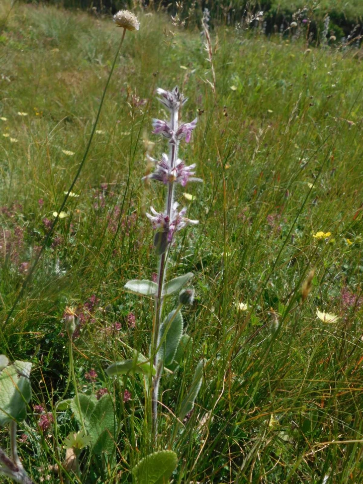 Струшкиот музеј ќе ги презентира растенијата на планината Јабланица